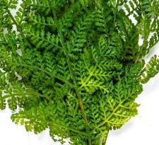 FERN, 12 IN, GREEN