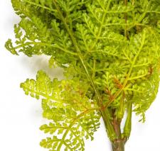 FERN, 12 IN, LIGHT GREEN