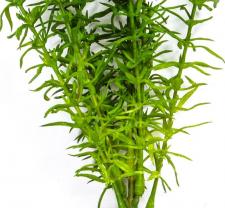 WILD GRASS, 13 IN, GREEN