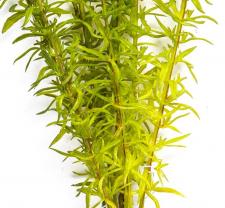 WILD GRASS, 13 IN, LIGHT GREEN