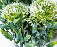 WILD ONION BUNCH, 12 IN, WHITE