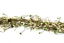 RICE BERRY GARLAND, 55IN, HW,  LIGHT GREEN/GREEN/CREAM