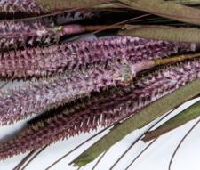 FOXTAIL BOUQUET, 23IN, HW, PINK - SOLDOUT