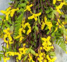 FORSYTHIA DROP, 29IN., YELLOW