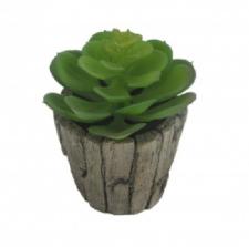 SUCCULENT IN A ROUND WOOD SHAPE CERAMIC  POT, 2-1/2 DIA X 5 