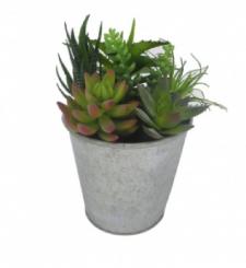 ASSORTED SUCCULENTS IN A ROUND TIN POT, 4 X 9 IN