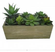 ASSORTED SUCCULENTS IN A WOODEN BOX, 10 X 4-3/4 X 7 IN