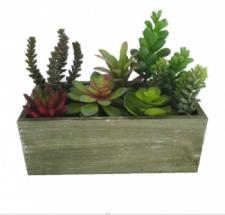 ASSORTED SUCCULENTS IN A WOODEN BOX, 10 X 4-3/4 X 8 IN