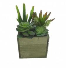 ASSORTED SUCCULENTS IN A SQUARE WOODEN BOX, 5-1/2 X 5-1/2 X 