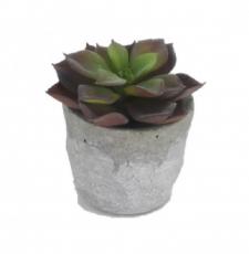 SUCCULENT IN A ROUND STONE FINISHED  CERAMIC POT, 2-1/2 DIA 