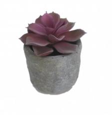 SUCCULENT IN A ROUND STONE FINISHED  CERAMIC POT, 2-1/2 DIA 