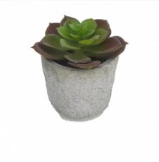 SUCCULENT IN A ROUND STONE FINISHED CERAMIC POT, 2-1/2 DIA X