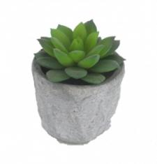 SUCCULENT IN A ROUND STONE FINISHED CERAMIC POT, 2-1/2 DIA X