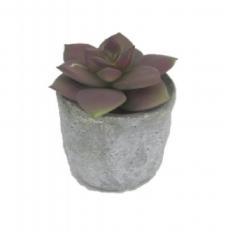 SUCCULENT IN A ROUND STONE FINISHED CERAMIC POT, 2-1/2 DIA X